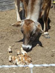 What to feed baby chicks