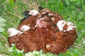 Chicks from a Broody Hen