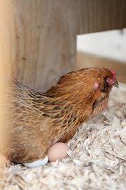 Broody Chicken on Eggs