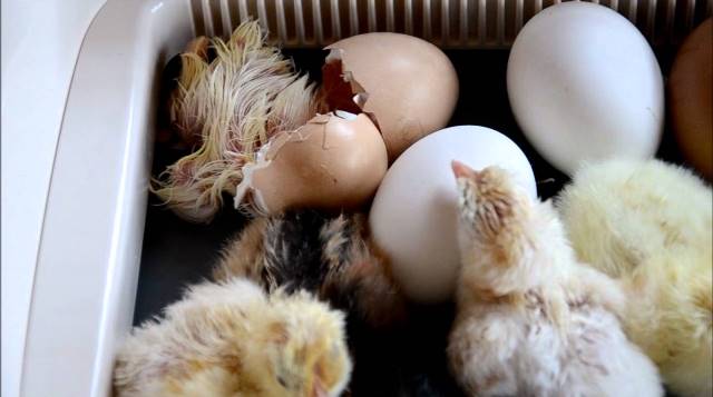 Chicks Hatch in Egg Incubator