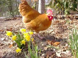 Best Backyard Chickens for Eggs