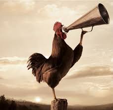 Rooster Crowing