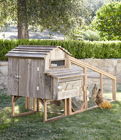 Chicken Coop