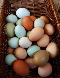 Chicken Breeds with Different Eggs