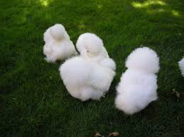 Poofy Silkie Chickens