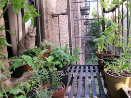 Urban Gardening on Fire Escape