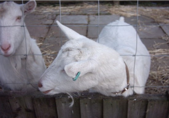 Baby Milking Goat