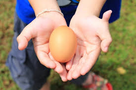 Egg from Backyard Chickens