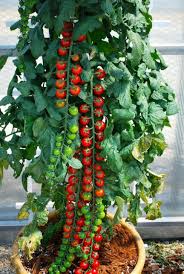 Organic Vegetables in Containers