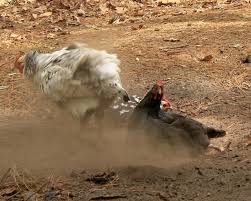 Control Chicken Mites with Dust Baths