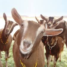 Milking Goats are Curious