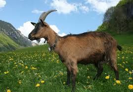 Milking Goat in Field