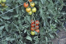 Choosing Determinate Heirloom Tomato Seeds