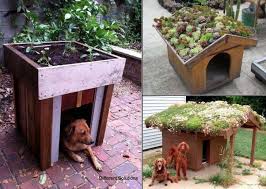 Urban Gardening on Dog House