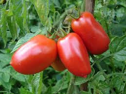 Fresh Tomatoes to Can