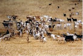 Milk Goat Herd