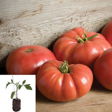 Best Heirloom Tomatoes Grafted