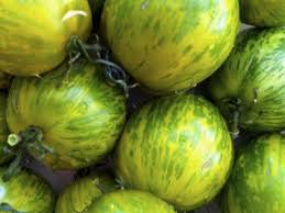 Striped Green Zebra Tomato