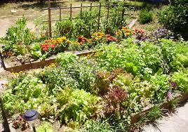 Organic Gardening with Success