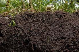 Organic Garden Soil Health