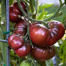 Purple Heirloom Tomatoes