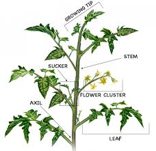 Diagram of Heirloom Tomato Plants