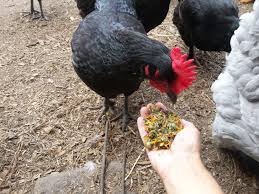 Herbs for Chicken Wormer