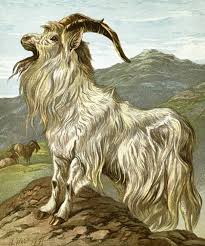 History of Goat Domestication