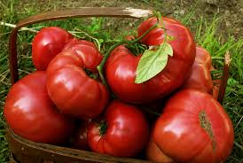 Canning Tomato Sauce Heirloom Tomatoes