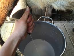 How to Milk a Goat