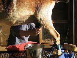 Goats with Guardian Dog