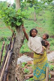 Harvesting from the Food Forest in India