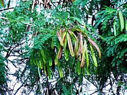 Nitrogen Fixing Food Forest Shrub