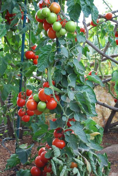 1 and 2 Main Stems Heirloom Tomato Plants