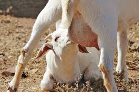 Baby Milking Goat