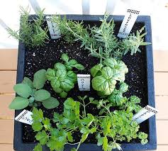 Organic Garden Herbs