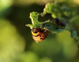 Organic Gardening Tips for Pest Control