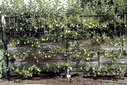 Trellised Pear Trees in Garden
