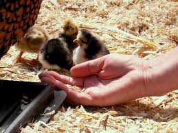 Backyard Chickens from Day Old Chicks