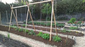 Tomato Trellis String