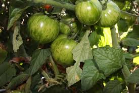 Green Zebra Heirloom Tomatoes