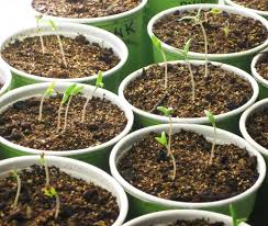 Seedling Tomatoes Indoors