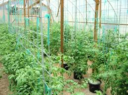 Trellis for Tomatoes