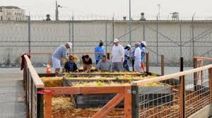 Prisoners Urban Gardening