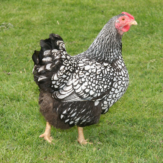 Heritage Chicken Breeds Wyandotte