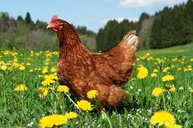 Chicken Keeping
