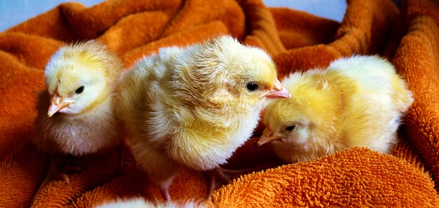 Chicks