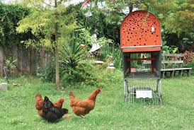 Urban Chicken Coop Recycled Cart