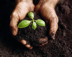 Grow Organic in Healthy Soil