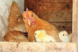 How to Raise Laying Hens